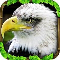 Eagle Simulator