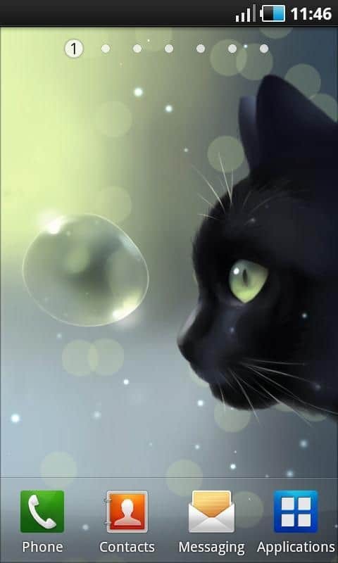 Curious Cat