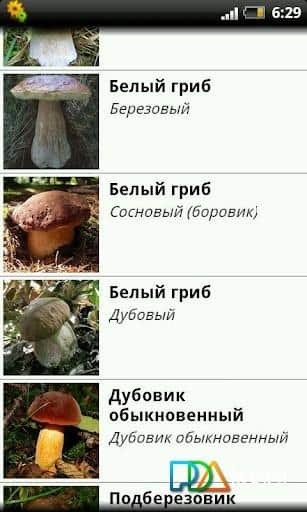 Грибы. Справочник