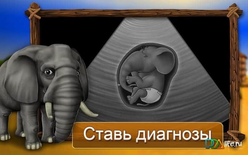 Клиника для животных - Африка