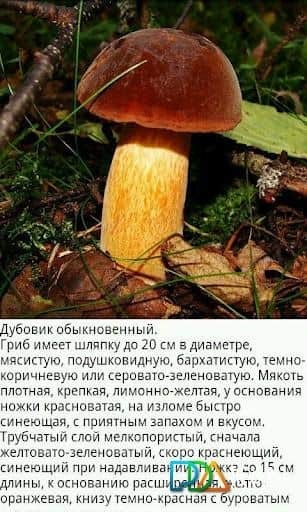 Грибы. Справочник