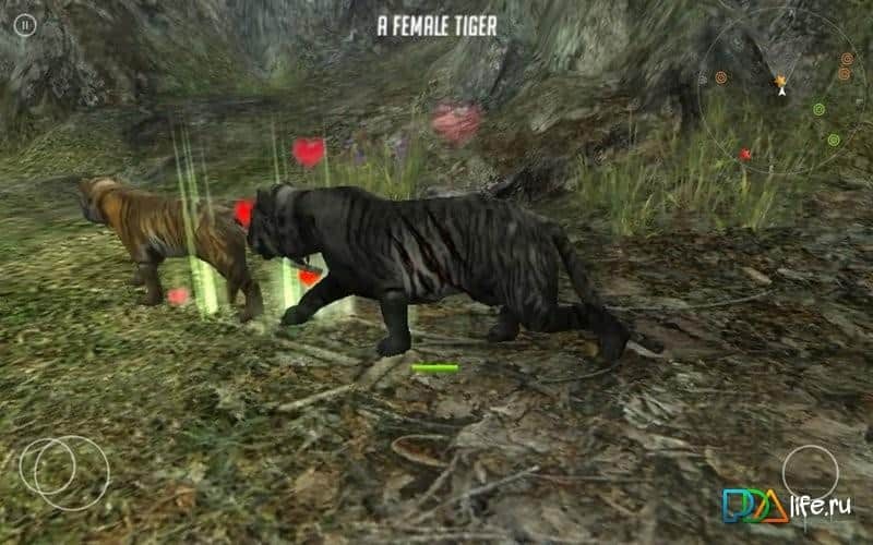 Life Of Black Tiger